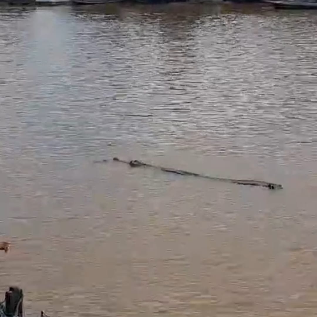 Bocah 10 Tahun Diterkam Buaya saat Berenang di Sungai Arut Pangkalan Bun