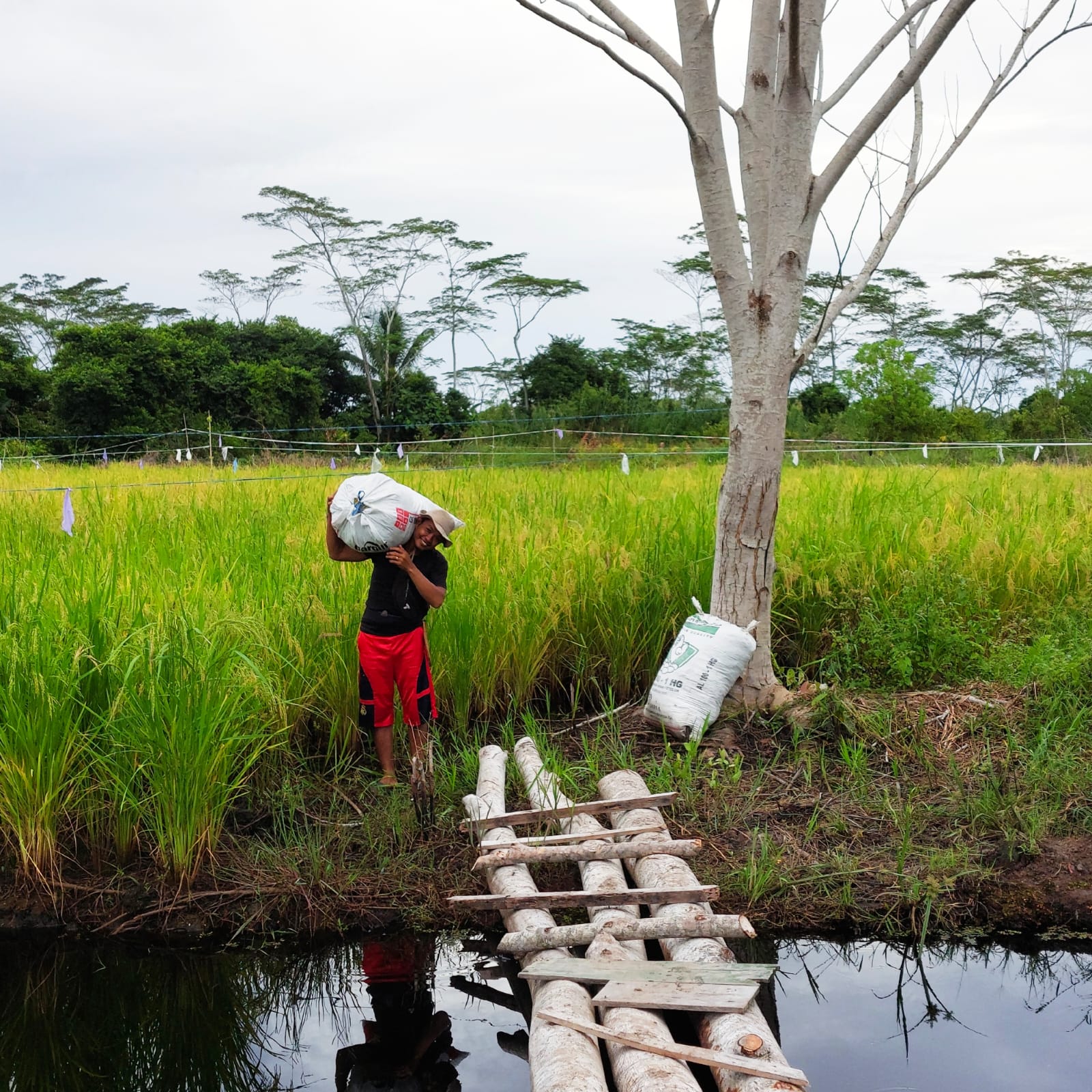 Desa Teluk Pulai Panen Raya Padi Varietas Lokal di Lahan Seluas 30 Hektare