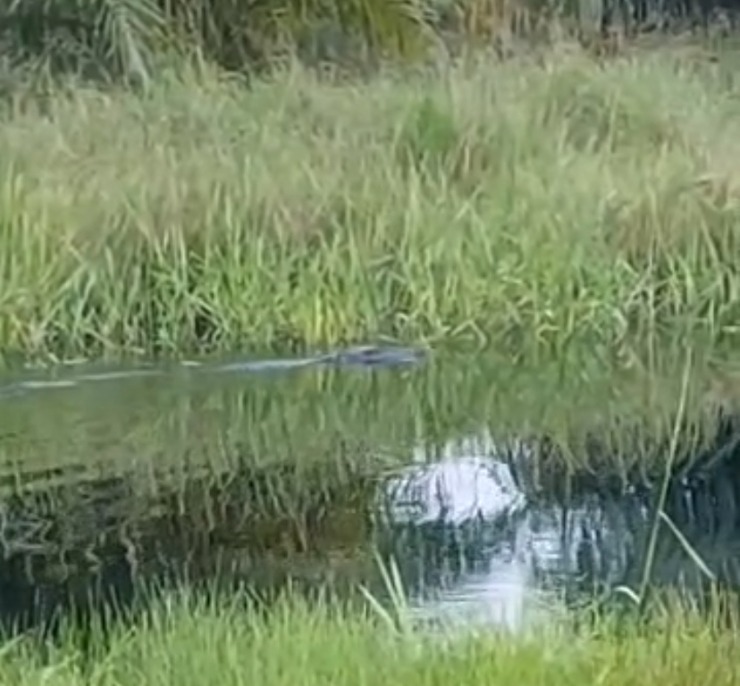 Kemunculan Buaya di Sungai Terantang Bikin Geger Warga