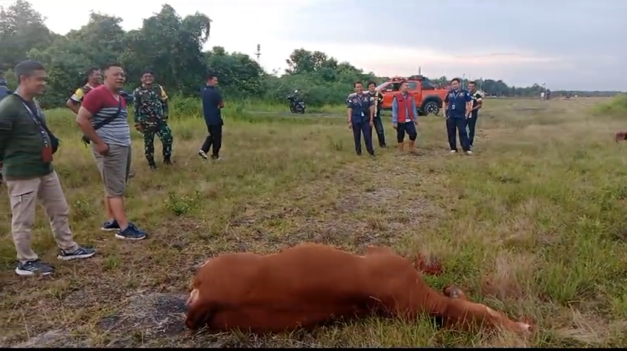 Danlanud Iskandar Pangkalan Bun Lumpuhkan Sapi Masuk Landasan Udara