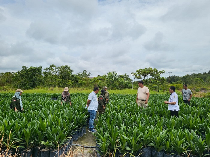 Pastikan Ketersediaan dan Kualitas Benih Unggul, Disbun Kalteng Lakukan Pengawasan dan Pembinaan Produsen Pembibitan Kelapa Sawit