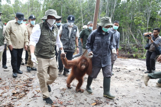 Menteri Kehutanan Raja Juli Antoni Resmikan Kawasan Rehabilitasi & Konservasi Orang Utan Nyaru Menteng