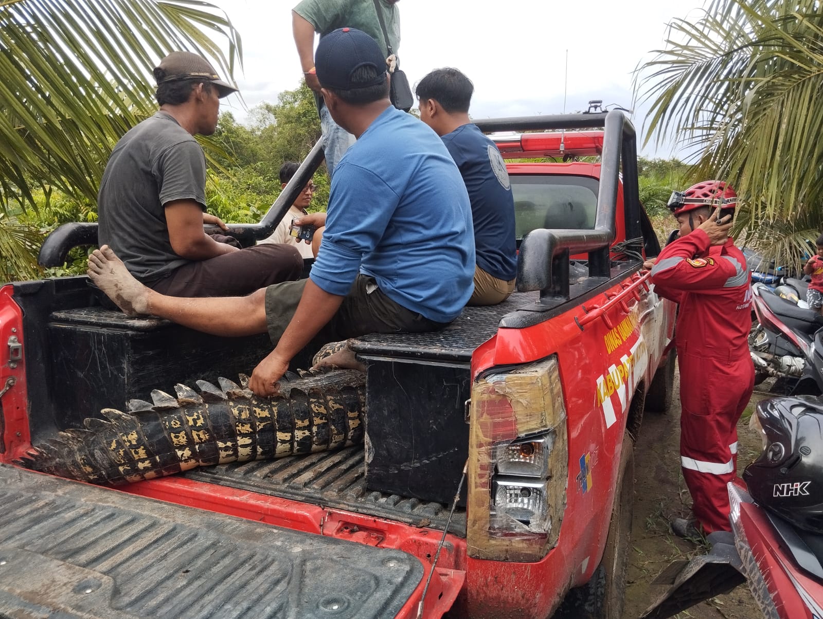 Tim Gabungan Evakuasi Buaya di Kumpai Batu Bawah