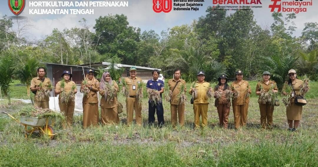 Dorong Produktivitas Petani, Dinas TPHP Provinsi Kalteng Dukung Panen Bawang Merah di Tangkiling