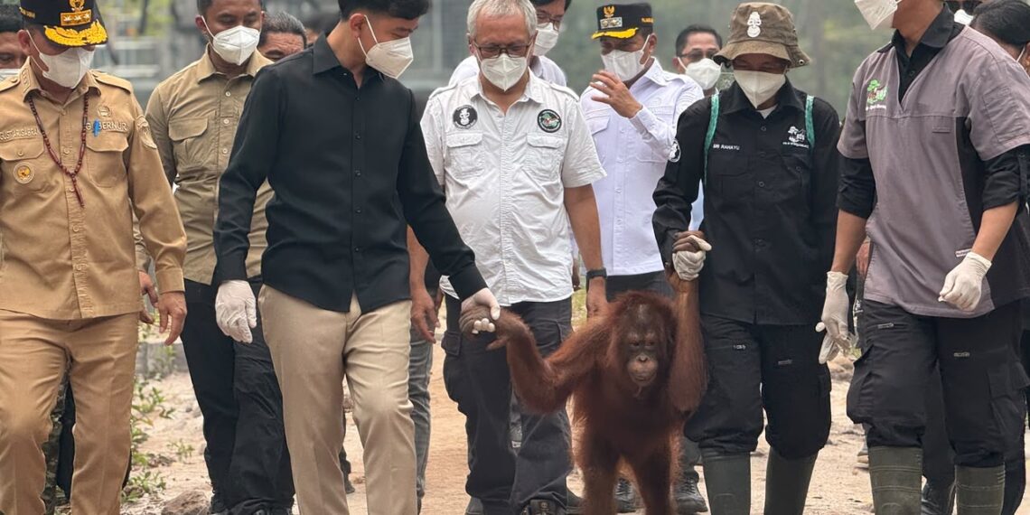 Wapres Gibran Tinjau Rehabilitasi Orangutan Terdampak Karhutla di Kalteng