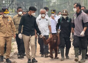 Wapres Gibran Tinjau Rehabilitasi Orangutan Terdampak Karhutla di Kalteng